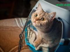 Động vật cảnh đi máy bay EVA Air được không? Quy định mới nhất